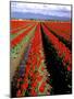 Red Tulip Rows, Skagit Valley, Washington State, USA-Jamie & Judy Wild-Mounted Photographic Print