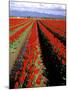 Red Tulip Rows, Skagit Valley, Washington State, USA-Jamie & Judy Wild-Mounted Photographic Print