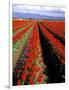 Red Tulip Rows, Skagit Valley, Washington State, USA-Jamie & Judy Wild-Framed Photographic Print