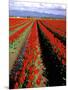 Red Tulip Rows, Skagit Valley, Washington State, USA-Jamie & Judy Wild-Mounted Photographic Print