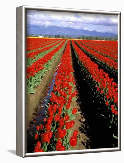 Red Tulip Rows, Skagit Valley, Washington State, USA-Jamie & Judy Wild-Framed Photographic Print