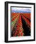 Red Tulip Rows, Skagit Valley, Washington State, USA-Jamie & Judy Wild-Framed Photographic Print