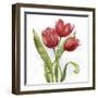 Red Tulip Splash II-Jade Reynolds-Framed Art Print