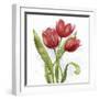 Red Tulip Splash II-Jade Reynolds-Framed Art Print