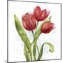 Red Tulip Splash II-Jade Reynolds-Mounted Art Print