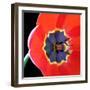 Red Tulip (Tulipa) - Liliaceae-Kev Vincent Photography-Framed Photographic Print