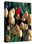 Red Tulip, Washington, USA-William Sutton-Stretched Canvas