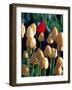 Red Tulip, Washington, USA-William Sutton-Framed Photographic Print