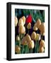 Red Tulip, Washington, USA-William Sutton-Framed Photographic Print