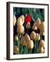 Red Tulip, Washington, USA-William Sutton-Framed Photographic Print