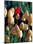 Red Tulip, Washington, USA-William Sutton-Mounted Photographic Print