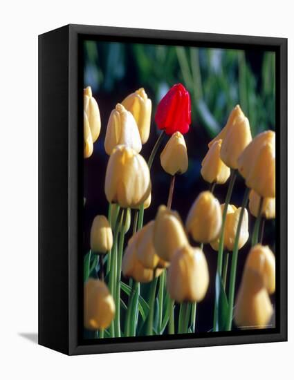 Red Tulip, Washington, USA-William Sutton-Framed Stretched Canvas