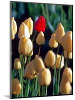 Red Tulip, Washington, USA-William Sutton-Mounted Photographic Print
