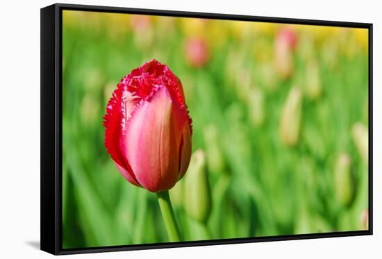 Red Tulip with Soft Focus and Shallow Dof in Spring Garden 'Keukenhof', Holland-dzain-Framed Stretched Canvas