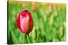 Red Tulip with Soft Focus and Shallow Dof in Spring Garden 'Keukenhof', Holland-dzain-Stretched Canvas