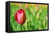 Red Tulip with Soft Focus and Shallow Dof in Spring Garden 'Keukenhof', Holland-dzain-Framed Stretched Canvas