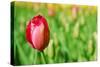 Red Tulip with Soft Focus and Shallow Dof in Spring Garden 'Keukenhof', Holland-dzain-Stretched Canvas