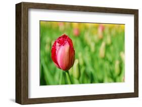 Red Tulip with Soft Focus and Shallow Dof in Spring Garden 'Keukenhof', Holland-dzain-Framed Photographic Print