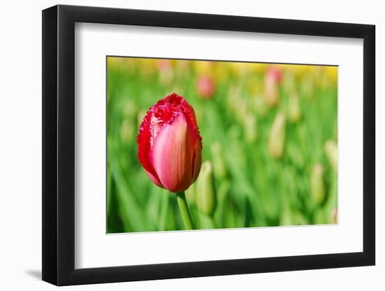 Red Tulip with Soft Focus and Shallow Dof in Spring Garden 'Keukenhof', Holland-dzain-Framed Photographic Print