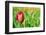 Red Tulip with Soft Focus and Shallow Dof in Spring Garden 'Keukenhof', Holland-dzain-Framed Photographic Print