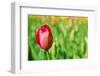 Red Tulip with Soft Focus and Shallow Dof in Spring Garden 'Keukenhof', Holland-dzain-Framed Photographic Print