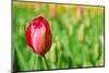 Red Tulip with Soft Focus and Shallow Dof in Spring Garden 'Keukenhof', Holland-dzain-Mounted Photographic Print