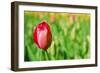 Red Tulip with Soft Focus and Shallow Dof in Spring Garden 'Keukenhof', Holland-dzain-Framed Photographic Print