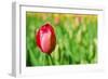 Red Tulip with Soft Focus and Shallow Dof in Spring Garden 'Keukenhof', Holland-dzain-Framed Photographic Print