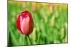 Red Tulip with Soft Focus and Shallow Dof in Spring Garden 'Keukenhof', Holland-dzain-Mounted Photographic Print