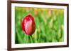 Red Tulip with Soft Focus and Shallow Dof in Spring Garden 'Keukenhof', Holland-dzain-Framed Photographic Print