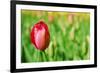 Red Tulip with Soft Focus and Shallow Dof in Spring Garden 'Keukenhof', Holland-dzain-Framed Photographic Print