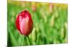 Red Tulip with Soft Focus and Shallow Dof in Spring Garden 'Keukenhof', Holland-dzain-Mounted Photographic Print