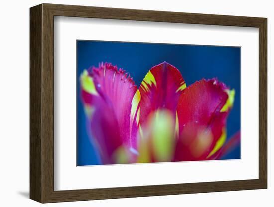 Red Tulip with Yellow Pattern, Close-Up, Detail-Brigitte Protzel-Framed Photographic Print