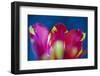 Red Tulip with Yellow Pattern, Close-Up, Detail-Brigitte Protzel-Framed Photographic Print