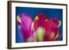 Red Tulip with Yellow Pattern, Close-Up, Detail-Brigitte Protzel-Framed Photographic Print