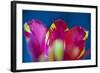 Red Tulip with Yellow Pattern, Close-Up, Detail-Brigitte Protzel-Framed Photographic Print