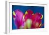 Red Tulip with Yellow Pattern, Close-Up, Detail-Brigitte Protzel-Framed Photographic Print