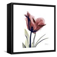 Red Tulip-Albert Koetsier-Framed Stretched Canvas