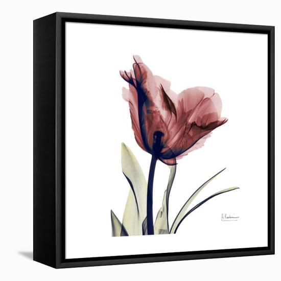 Red Tulip-Albert Koetsier-Framed Stretched Canvas
