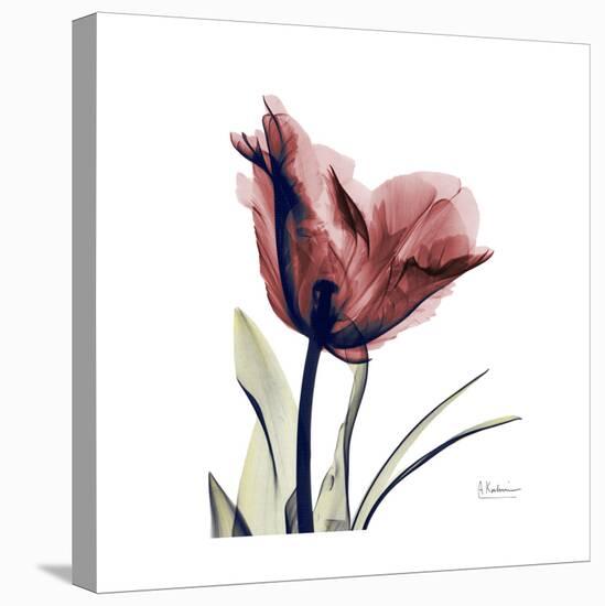 Red Tulip-Albert Koetsier-Stretched Canvas