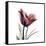 Red Tulip-Albert Koetsier-Framed Stretched Canvas