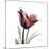 Red Tulip-Albert Koetsier-Mounted Premium Giclee Print