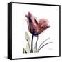 Red Tulip-Albert Koetsier-Framed Stretched Canvas