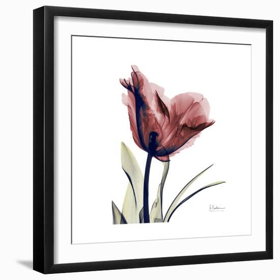 Red Tulip-Albert Koetsier-Framed Premium Giclee Print