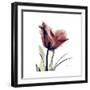 Red Tulip-Albert Koetsier-Framed Premium Giclee Print