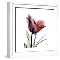 Red Tulip-Albert Koetsier-Framed Premium Giclee Print