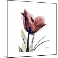 Red Tulip-Albert Koetsier-Mounted Premium Giclee Print