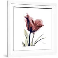 Red Tulip-Albert Koetsier-Framed Premium Giclee Print