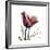 Red Tulip-Albert Koetsier-Framed Premium Giclee Print