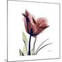 Red Tulip-Albert Koetsier-Mounted Premium Giclee Print